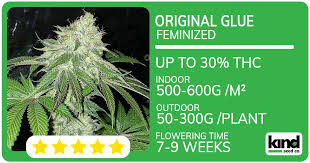 Everything You Need to Know About Autoflower Seeds Everything You Need to Know About Autoflower Seeds